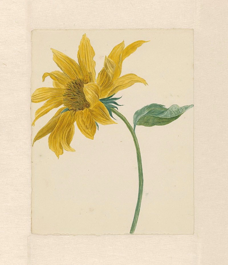 Fiore